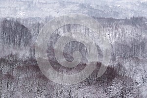 Deciduous forest pattern on hillside in winter