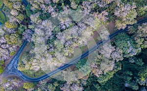 Deciduous forest and road near Sirikit Dam