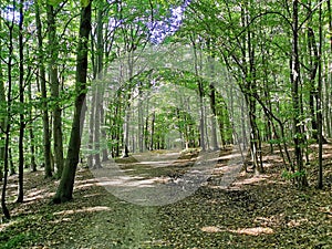 Deciduous forest in spring, lots of fallen leaves on the ground, forest path