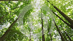 Deciduous forest treetops - camera rotation