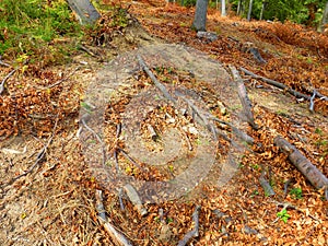 Deciduous forest after wood exploitation