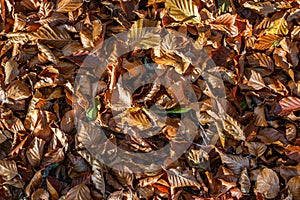 Autumnal deciduous soil