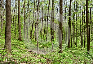 Deciduous (leaf) forest depths