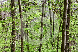 Deciduous (leaf) forest depths photo