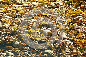 Deciduous litter from mix of fallen autumn birch and poplar leaves. Autumn background