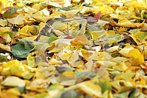 Deciduous litter from mix of fallen autumn birch and poplar leaves. Autumn background