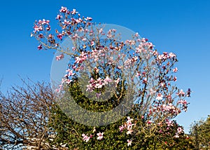 Deciduous Magnolia Bush