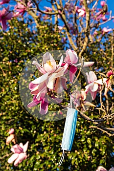 Deciduous Magnolia and Face mask