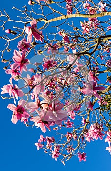Deciduous Magnolia Flowering