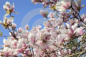 Deciduous Magnolia Tree Flowers