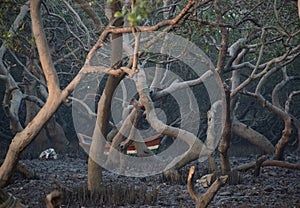 Deciduous mangrove forest with boat in background and marshy land at Gorai ,Mumbai