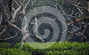 deciduous mangrove forest with greenery and marshy land at Gorai ,Mumbai,