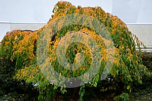 Deciduous, medium-growing tree with a markedly overhanging crown. The leaves are alternate, shortly serrate, reddish-brown when sp photo