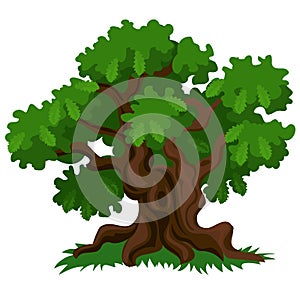 A deciduous oak tree with green leaves and fresh grass isolated on white background. Vector cartoon close-up