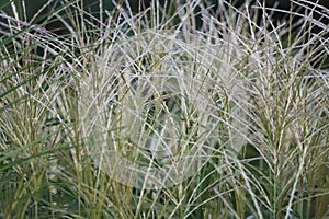 Deciduous ornamental grass, Miscanthus sinensus in garden.