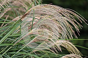 Deciduous ornamental grass, Miscanthus sinensus in garden.