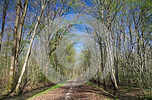 Deciduous plain wood in early spring