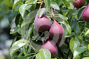 Deciduous Red Sensation Bartlett or Pyrus communis sensation tree with bunch of organic home grown dark red skinned pears