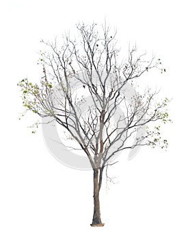 Deciduous Sakae Naa tree photo