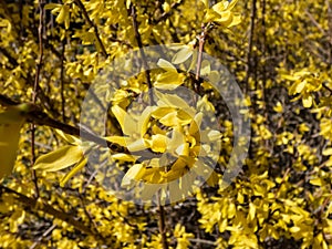 Easter Tree (Forsythia) 'Maluch' in bloom with yellow flowers in bright sunlight with blue sky