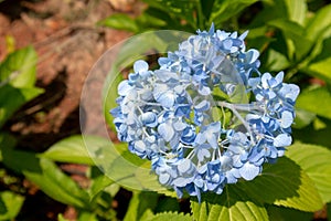 Seven-barks-Hydrangea macrophylla