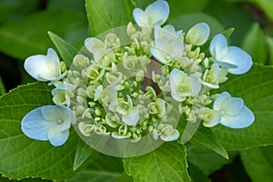 Hydrangea-Hydrangea macrophylla