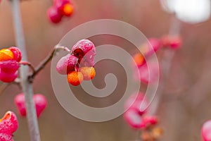 Deciduous shrub, pink flowers with orange seeds of euonymus europaeus or spindle. Celastraceae