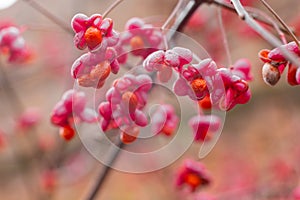 Deciduous shrub, pink flowers with orange seeds of euonymus europaeus or spindle. Celastraceae