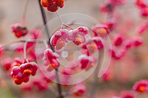 Deciduous shrub, pink flowers with orange seeds of euonymus europaeus or spindle. Celastraceae