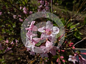 Deciduous shrub Weigela praecox (lemoine) \'Newport Red\' flowering with clusters of pink flowers