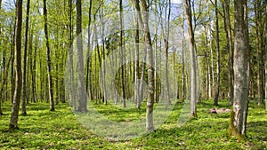 Deciduous stand of Bialowieza Forest at springtime