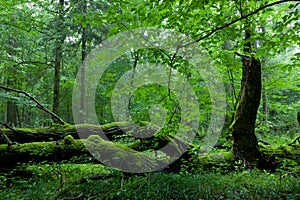 Deciduous stand of Bialowieza Forest in summer