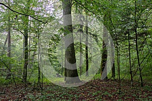 Deciduous stand with hornbeams and oaks