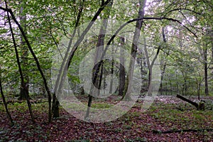 Deciduous stand with hornbeams and oaks