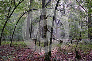 Deciduous stand with hornbeams and oaks