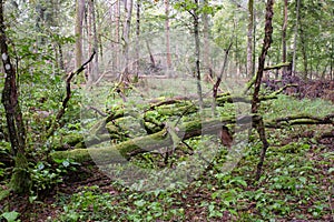 Deciduous stand with hornbeams and oaks