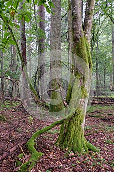 Deciduous stand with hornbeams and oaks