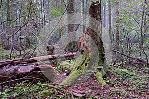 Deciduous stand with hornbeams and oaks