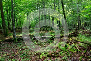 Deciduous stand in summer