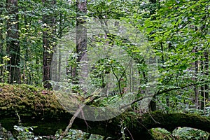 Deciduous stand with two broken oak trees lying