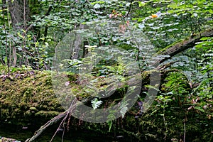 Deciduous stand with two broken oak trees lying