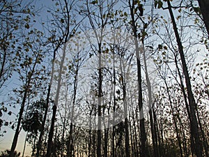 deciduous teak forest at dusk, the sky is blue, white and yellowish