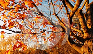 Deciduous Tree In Autumn