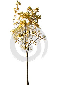 Deciduous tree in autumn with yellow leaves, cutout isolated on white background