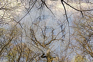 Deciduous tree branches in spring forest against sky upward view, treetops