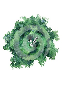 Deciduous tree crown top