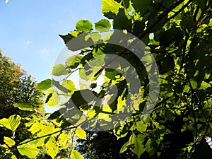 Deciduous tree in deciduous forest