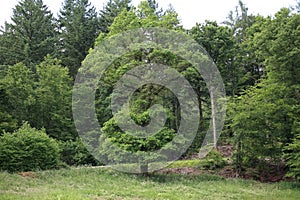 Deciduous tree dominance in mixed temperate forest zone