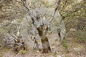 Deciduous tree forest in autumn time in Cabaneros park, Spain photo