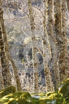 Deciduous tree forest in autumn time in Cabaneros park, Spain photo